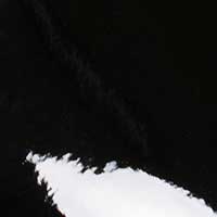 The Zoe (Sample Sale) - Image 6
